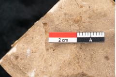 Foto (Detailansicht) von Plantae indet.  (NHMW-GEO-2024-0188-11510)